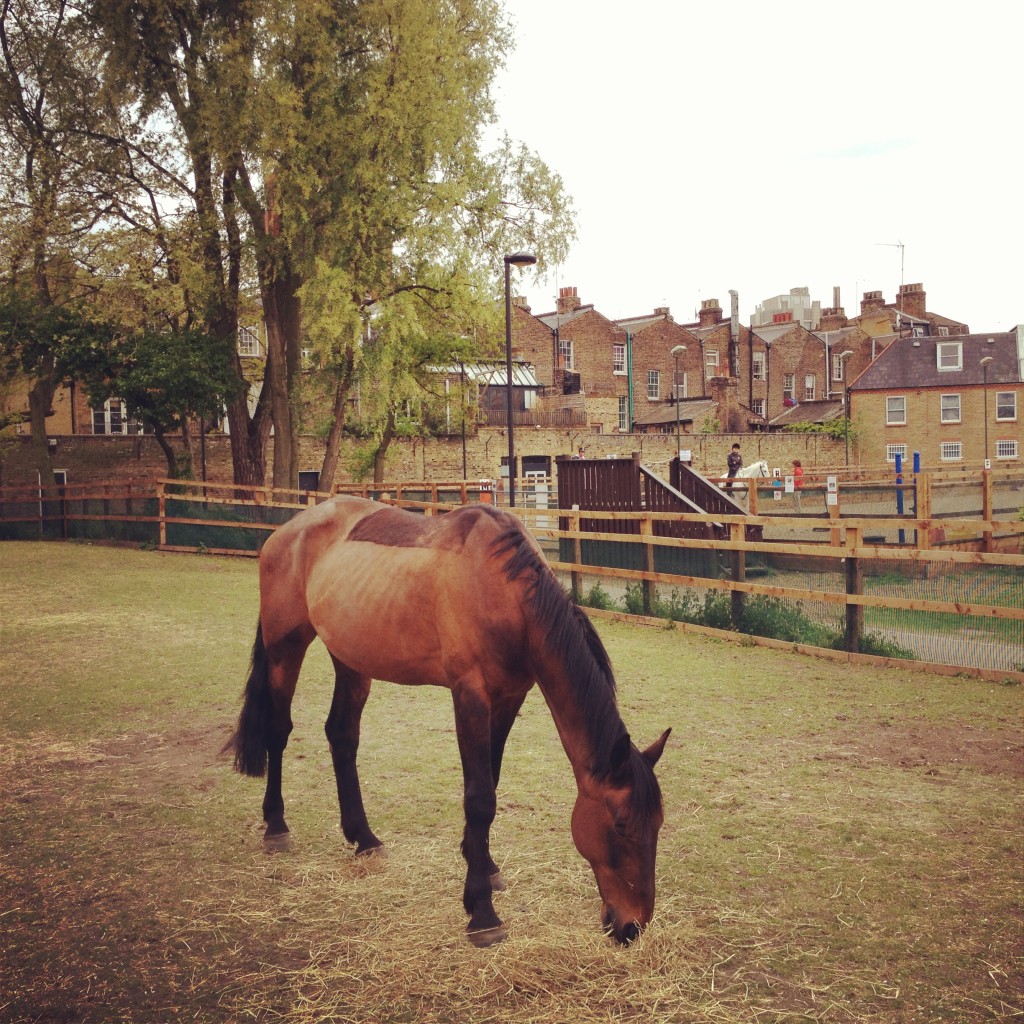a pony, Vauxhall City Farm - Kenningtonrunoff.com