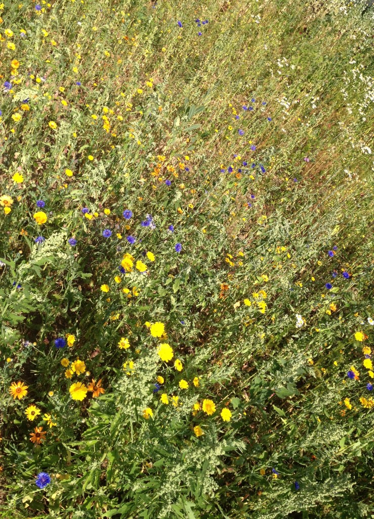 The Mobile Gardeners' Park meadow - kenningtonrunoff.com