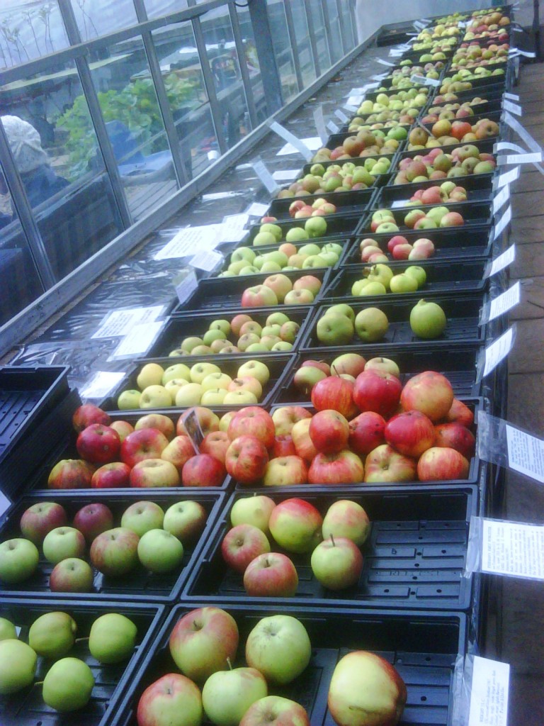 Apple Day at Roots & Shoot - kenningtonrunoff.com