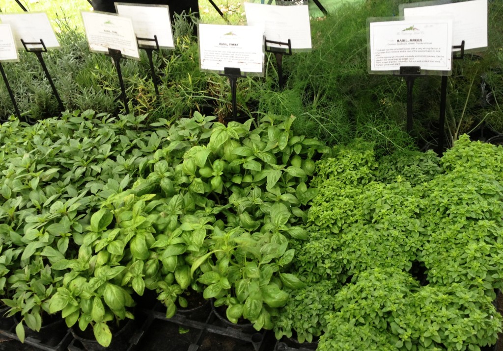 Oval Farmers Market - herbs - kenningtonrunoff.com